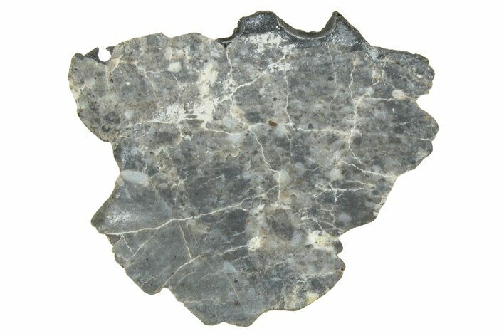 Lunar Meteorite ( g) Slice - Laayoune #313334
